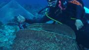 WA Museum`s Research Scientist, Dr Monika Bryce recording a large Barrel sponge